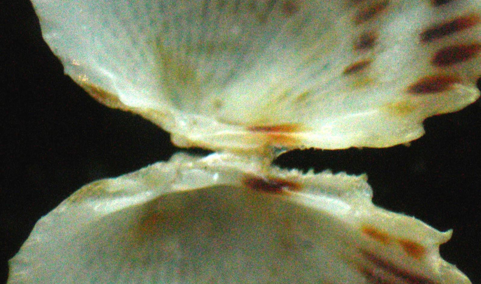 parvicardium vroomi